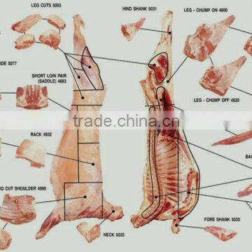 Frozen Lamb and Mutton Meat photo-4