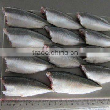 HGT frozen horse mackerel 7cm+Trachurus japonicus