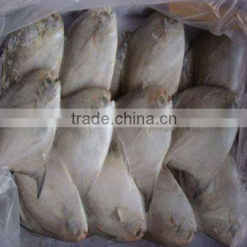 Silvery Pomfret