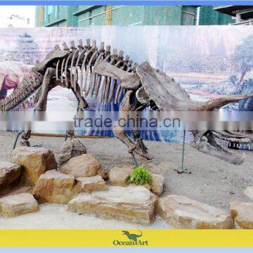 prehistoric museum dinosaur skeleton model