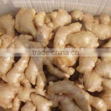 New crop dried ginger price with high quality