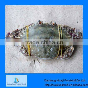 frozen crabs blue swimming crab