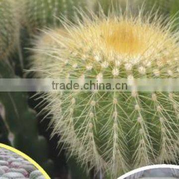 Mammillaria Spinosissima 8.5cm Mini Cactus Succulent Indoor Plants Bonsai Nursery Echinocactus Grusonii Cereus Cacti photo-2