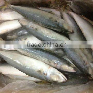 IQF Frozen Pacific Mackerel Fish