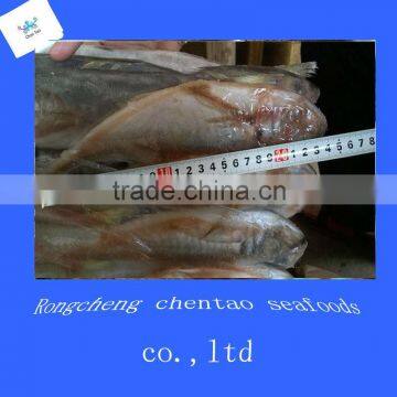 Frozen seafood 20cm+ seafrozen horse mackerel