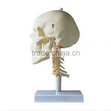 Life size skull model with cervical column