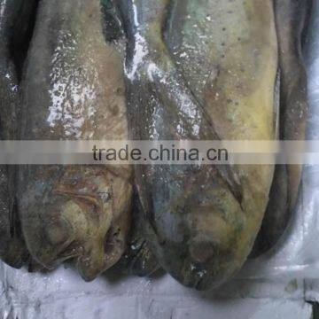 Frozen Mahi Mahi Whole Round (Coryphaena hippurus)