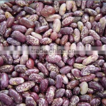 purple speckled kidney beans crop 2014 purple beans red speckled kidney beans