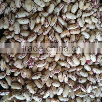 2016 Light Speckled Kidney Bean photo-3