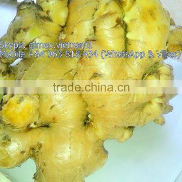 VIET NAM FRESH GINGER NEW HAVEST 2016 photo-3