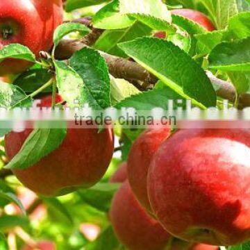 150# Qinguan Apple photo-4
