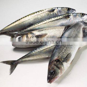 1880g Easy Open Tin Packaging/canned Tuna Chunks in Oil photo-2