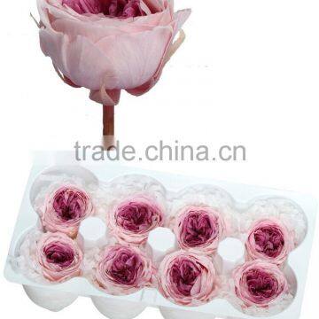 Preserved Austin Rose Heads in 8 Blooms Per Box 4-5cm Diameter