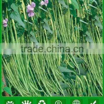 MBE03 Youqi high yield asparagus bean seeds, chinese long bean seeds company