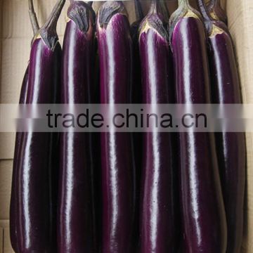 ME10 Huifeng high temperature resistance hybrid eggplant seeds, vegetable seeds