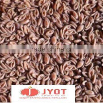 Psyllium Husk Seed