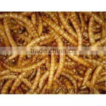 Pet Food Suppliers Dried Crickets //dried Mealworms //dried Grasshopper photo-2