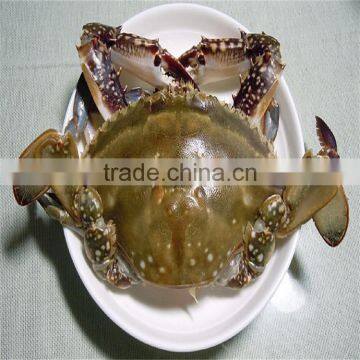 good quality frozen blue swimming crabs wholesale prices