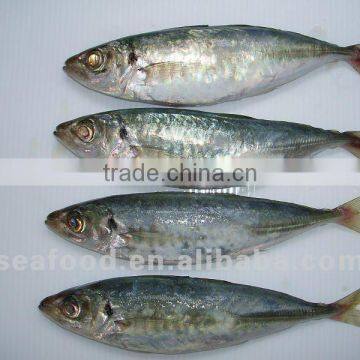 Whole round frozen horse Mackerel on sale