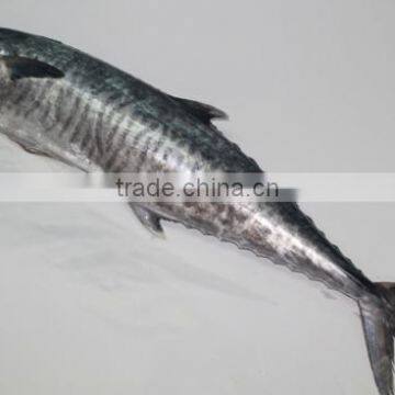 Wholesale Competitive Price Fresh Frozen Spanish Mackerel photo-2