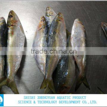 Best Price Frozen Sardine Fish photo-3