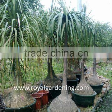 Beaucarnea recurvata ( nolina recurvata) ponytail palms as outdoor plants