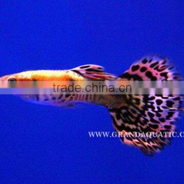 Guppy Fish / Ornamental Fish Exporter photo-4