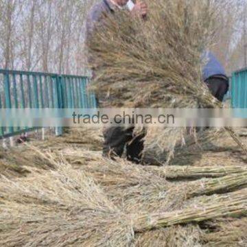 Grass broom/brooms with handles