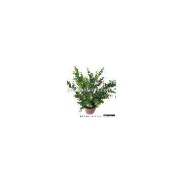 Bonsai