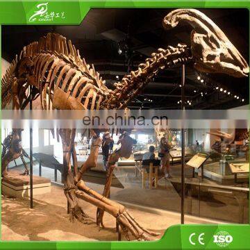 China KAWAH OEM Factory Museum Dinosaur Skeleton for Sale photo-3