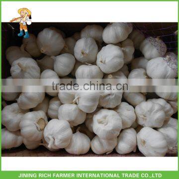 Wholesale China Garlic Natural Fresh Garlic
