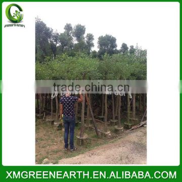 Erythrina cristagalli - landscaping trees (3)