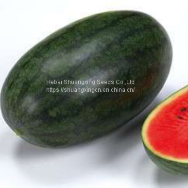 Early maturity red flesh hybrid f1 watermelon seeds