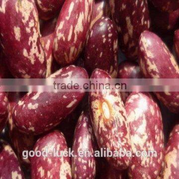 Chinese purple speckled kidney beans