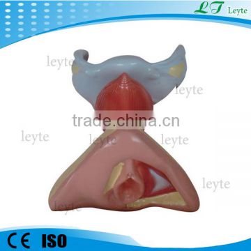 XC-429 Female Internal and External Genital Organs model