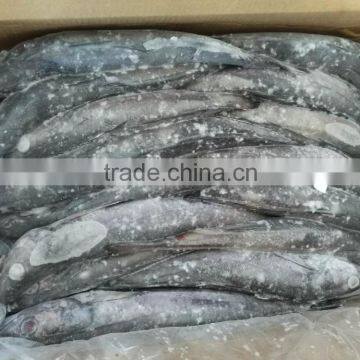 frozen whole round hake fish for sale