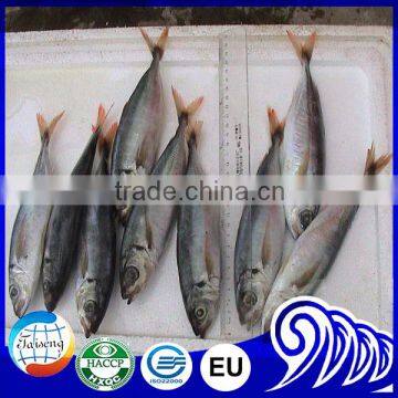 Frozen Mackerel Importers Horse Mackerel Trachurus Trachurus