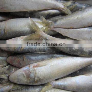 Sardine For Pacific Mackerel Bait