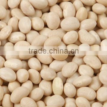 2012 crop white kidney bean navy bean