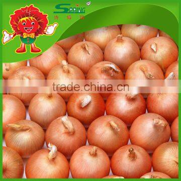 Best Quality Onions in Bulk for Mcdonalds Dehydrated Onions photo-2