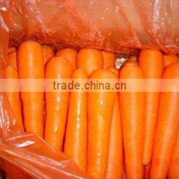 12cm red carrot packed in cartons