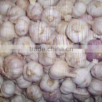 garlic in 10kg bags