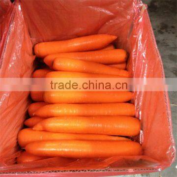 Hot sell fresh carrot from China