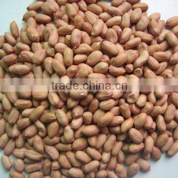 New Crop Red Skin Peanut in shell 2/4 Grains