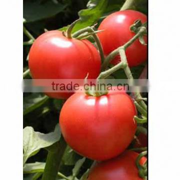 High Yield Early Maturity Indeterminate Growth Big Red F1 Hybrid Tomato Seeds For Growing-Rui Hong No.1