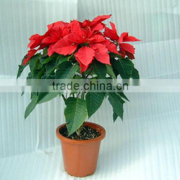 Red and green foliage plant Euphorbia pulcherrima bonsai