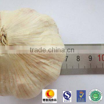 Healthful normal white garlic