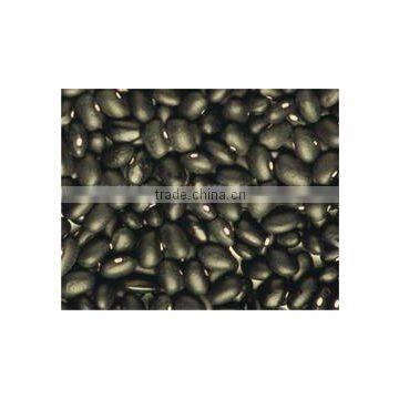 organic black kidney bean