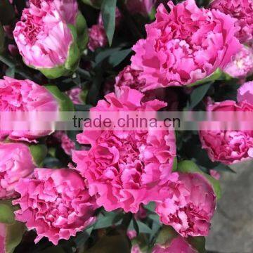 Cheap Big Carnations Heads for Wholesale photo-6