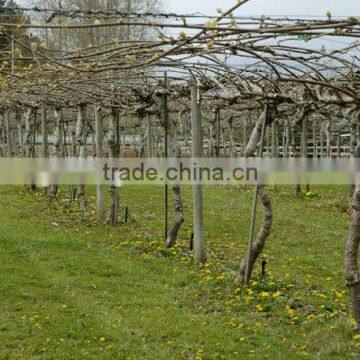 Vegetable Support and Trellis Netting